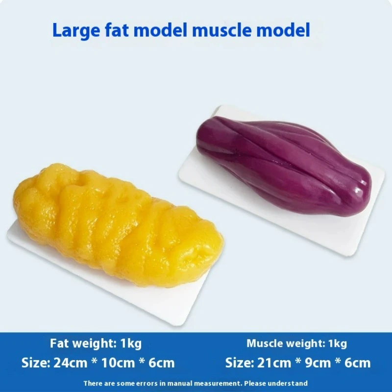 人間の筋肉と脂肪の模型 健康と減量のための栄養と科学 フィッ - Fitness With Nutrition のレビューと価格
