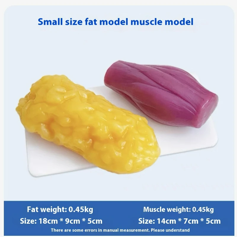 人間の筋肉と脂肪の模型 健康と減量のための栄養と科学 フィッ - Nutrition Fitness Center のレビューと価格
